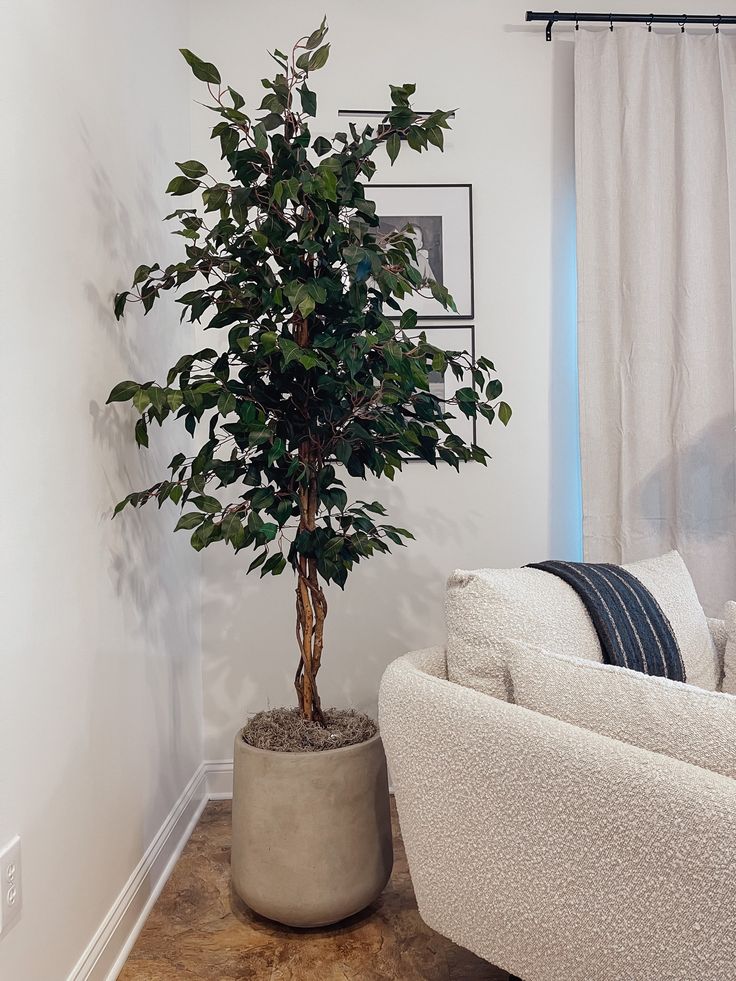 a living room with a white couch and a potted tree in the corner on the floor