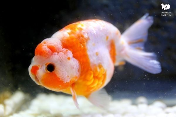 an orange and white fish is swimming in the water