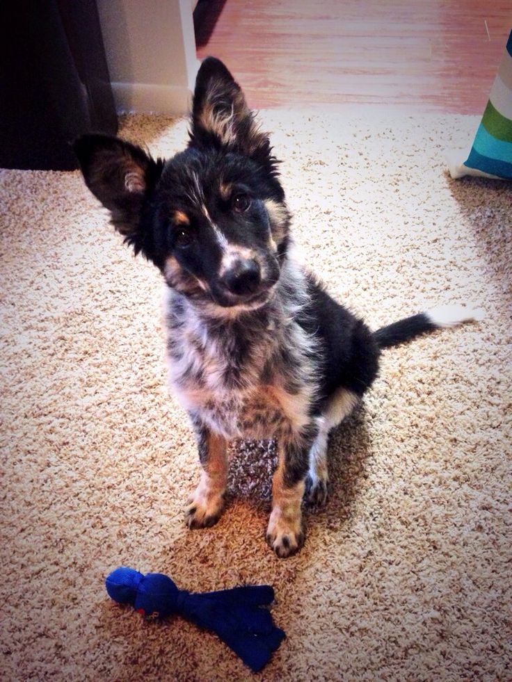 a small dog is sitting on the floor next to a blue toy and looking at the camera