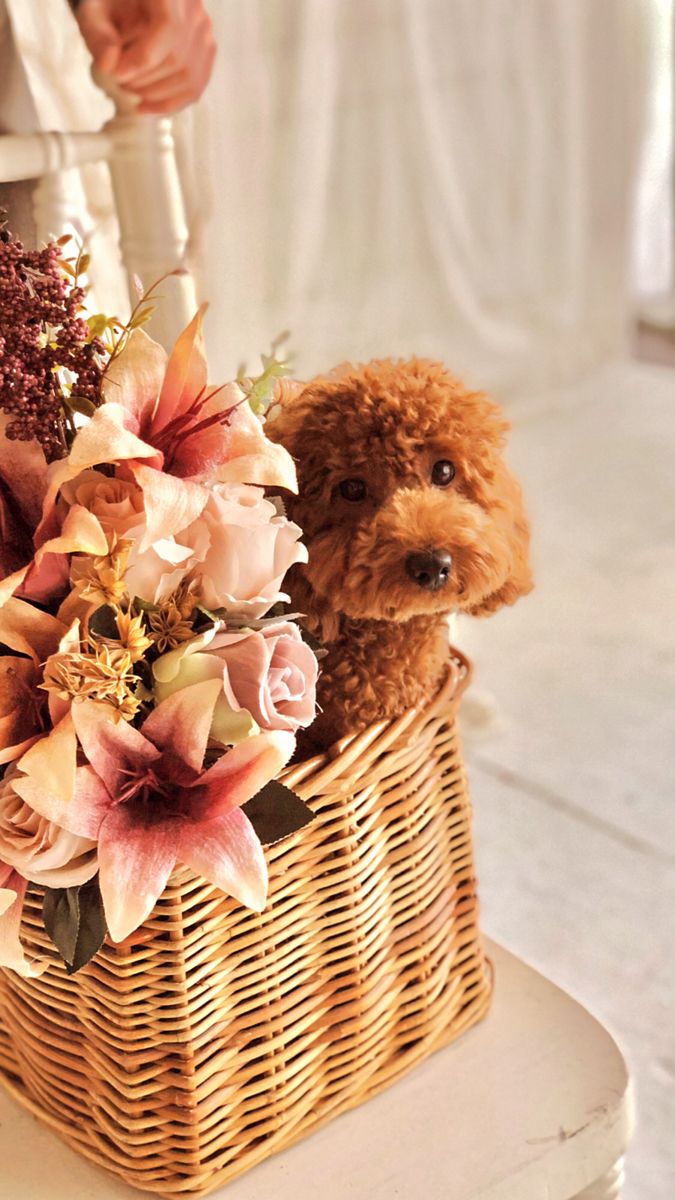 a dog sitting in a basket with flowers