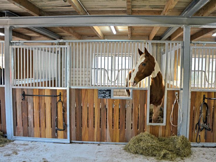 a horse in a stable with its head over the gate