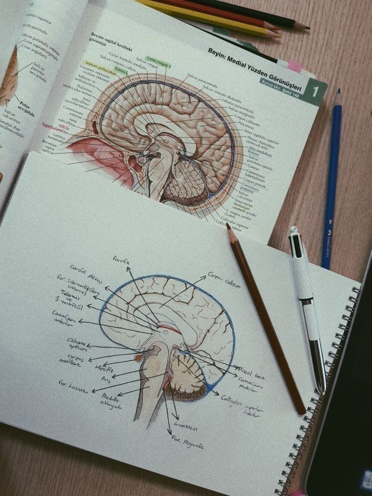 two notebooks with drawings of the human brain on top of each other next to colored pencils