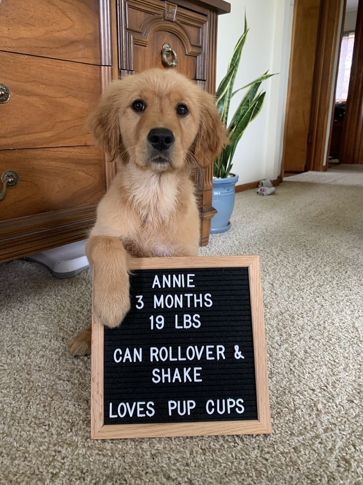 a dog sitting on the floor next to a sign that says, annie 3 months 18lbs can rollover & shake loves pup cups