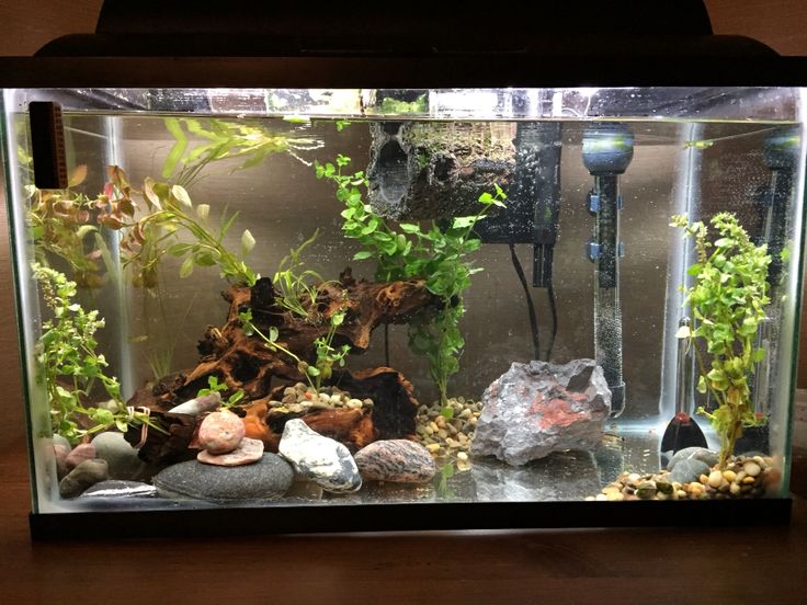 an aquarium filled with plants and rocks on top of a wooden table next to a light