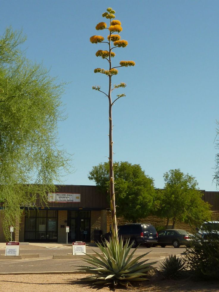 a tall plant with yellow flowers in the middle of a parking lot next to a building