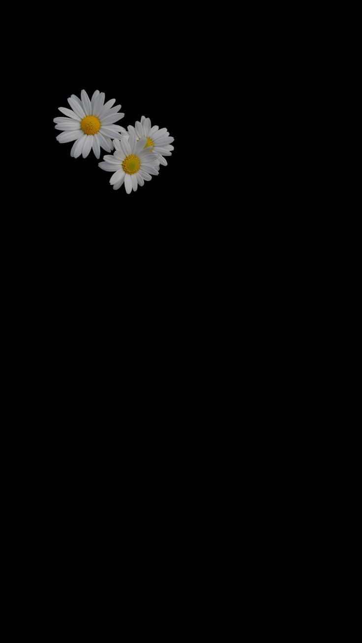 two white daisies floating in the air on a black background with space for text