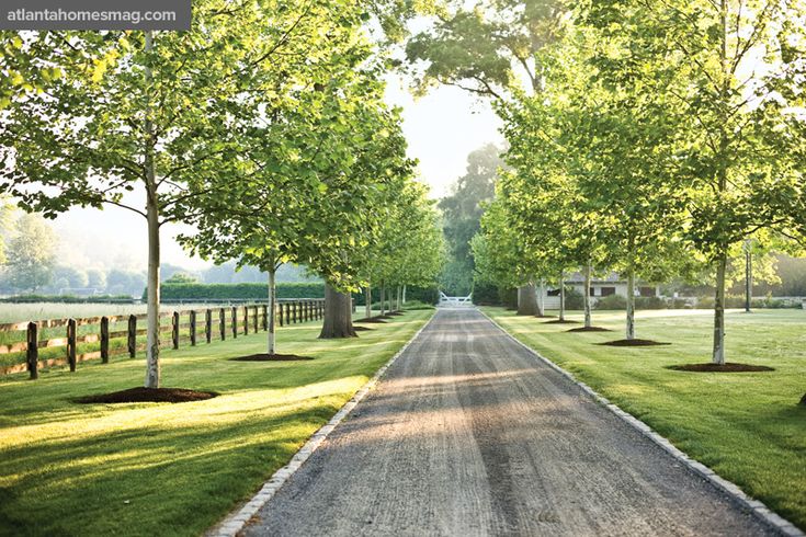 a dirt road surrounded by trees and grass