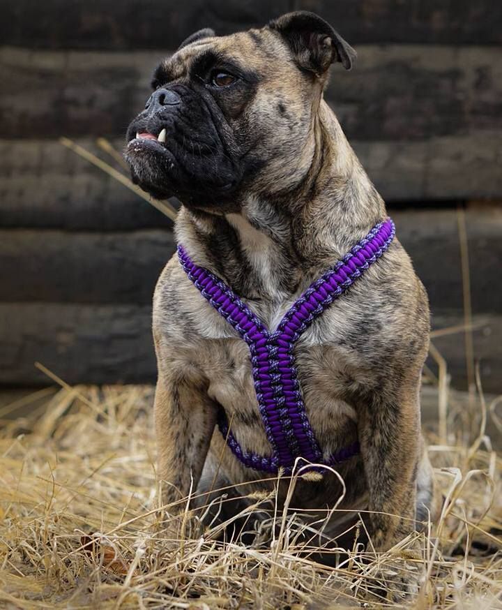 a brown and black dog wearing a purple beaded harness sitting in the grass next to a wooden fence