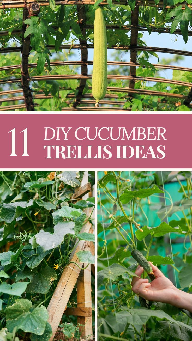 Cucumber trellises collage. Cucumber Trellis Ideas, Growing Cucumbers Vertically, Cucumber Trellis Diy, Teepee Trellis, Cucumber Plants, Obelisk Trellis, Cattle Panels, Cucumber Trellis, Arch Trellis