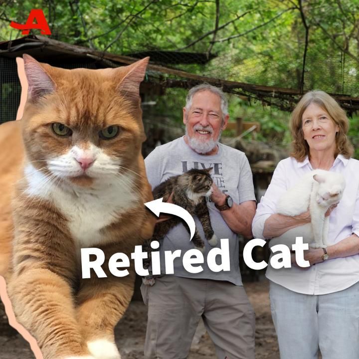 an older couple holding two cats in their arms and the caption reads retired cat