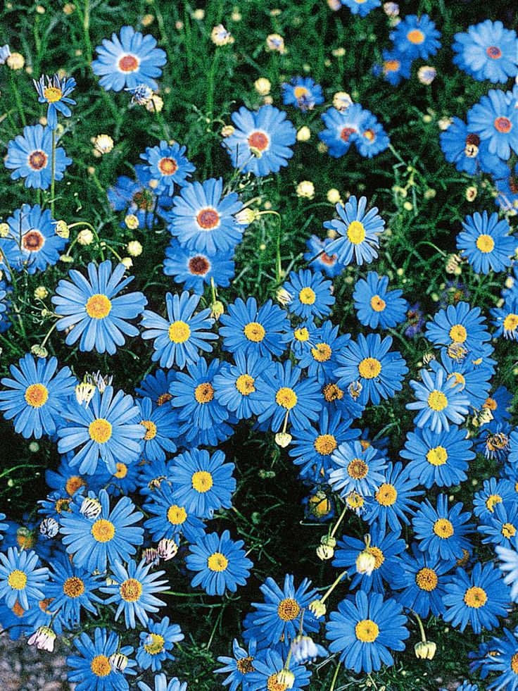 many blue flowers with yellow centers in the middle