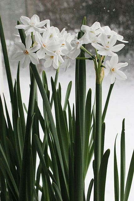 some white flowers are in the snow by a window sill with water droplets on it