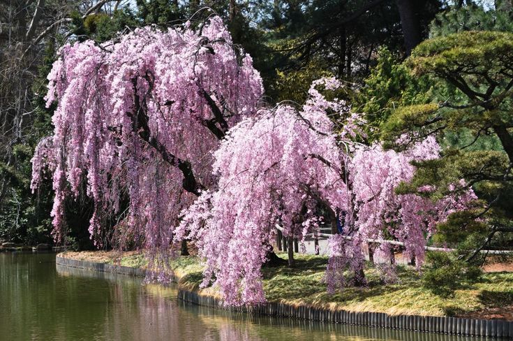 the trees are blooming near the water