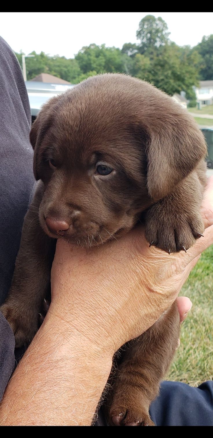 a person holding a puppy in their lap