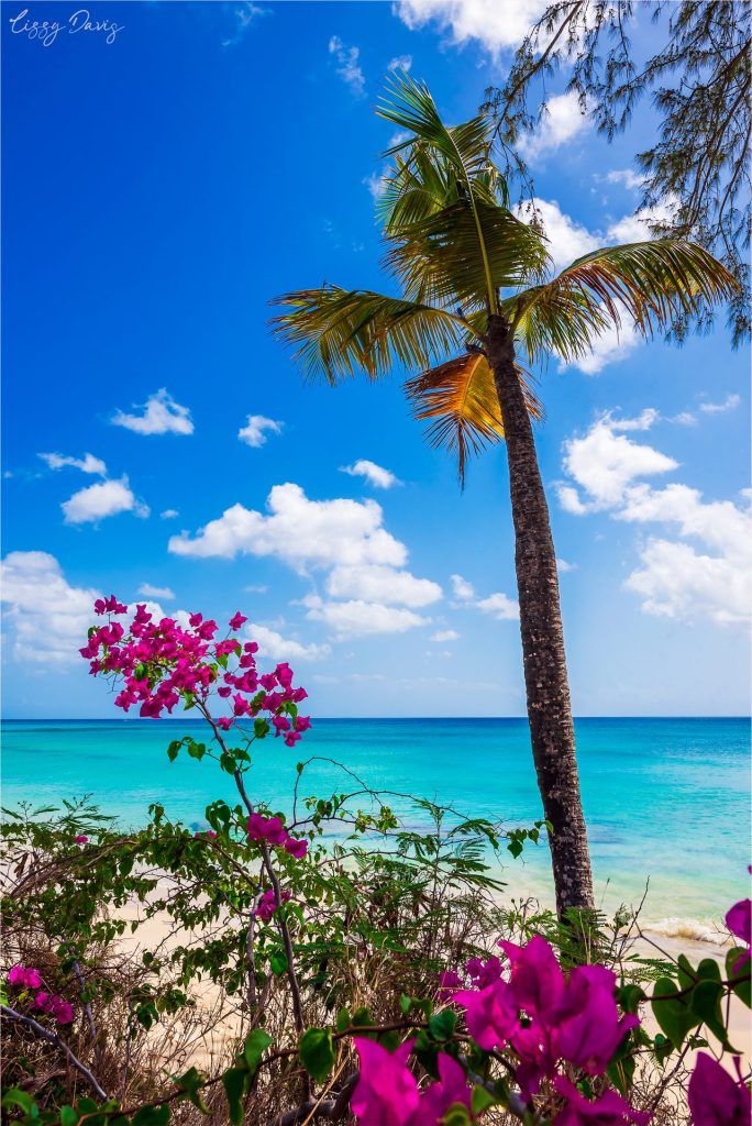 a palm tree sitting on top of a sandy beach next to the ocean with purple flowers