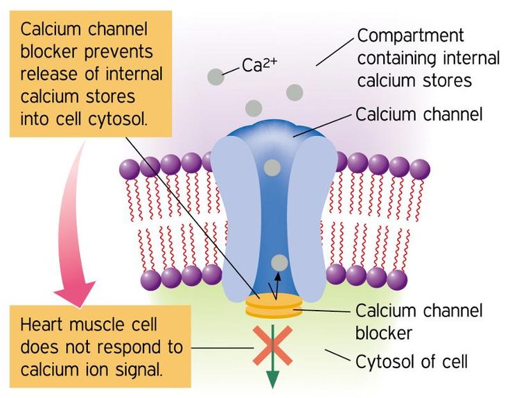 the diagram shows how cell membranes are attached to each other in order to make it easier for them to move