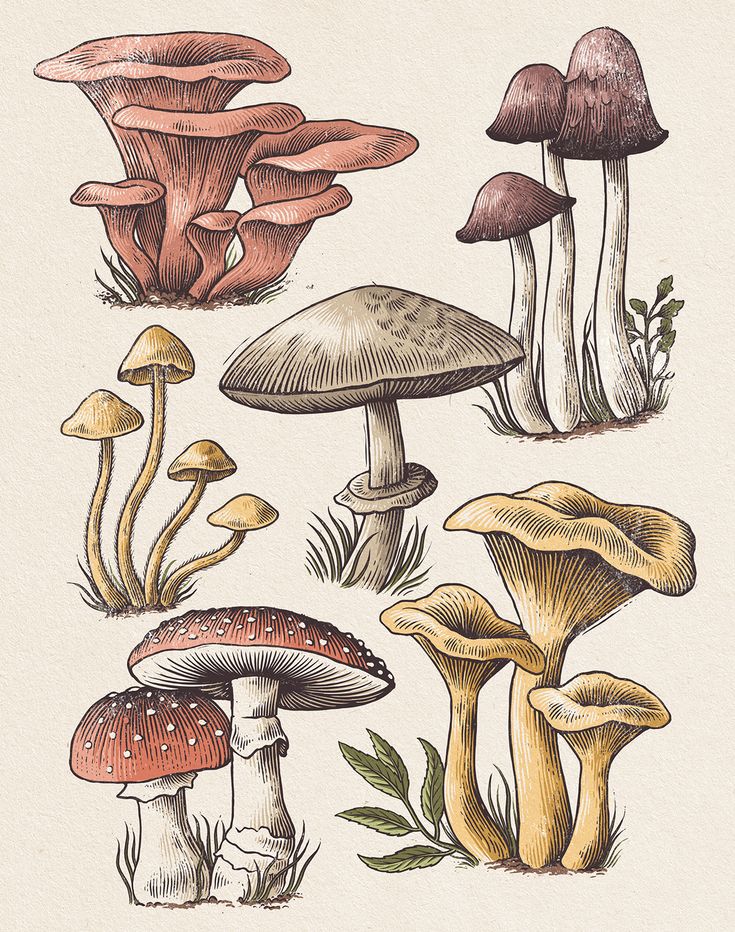 several different types of mushrooms are shown in this drawing, and each mushroom has an individual's name on it