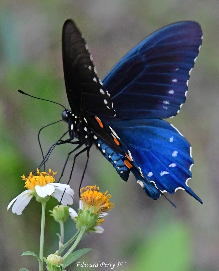 a blue butterfly sitting on top of a flower