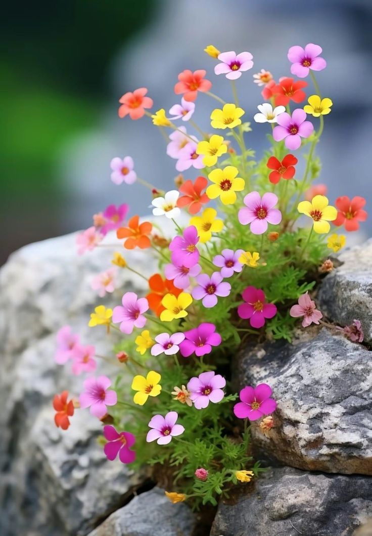 small colorful flowers growing out of the rocks