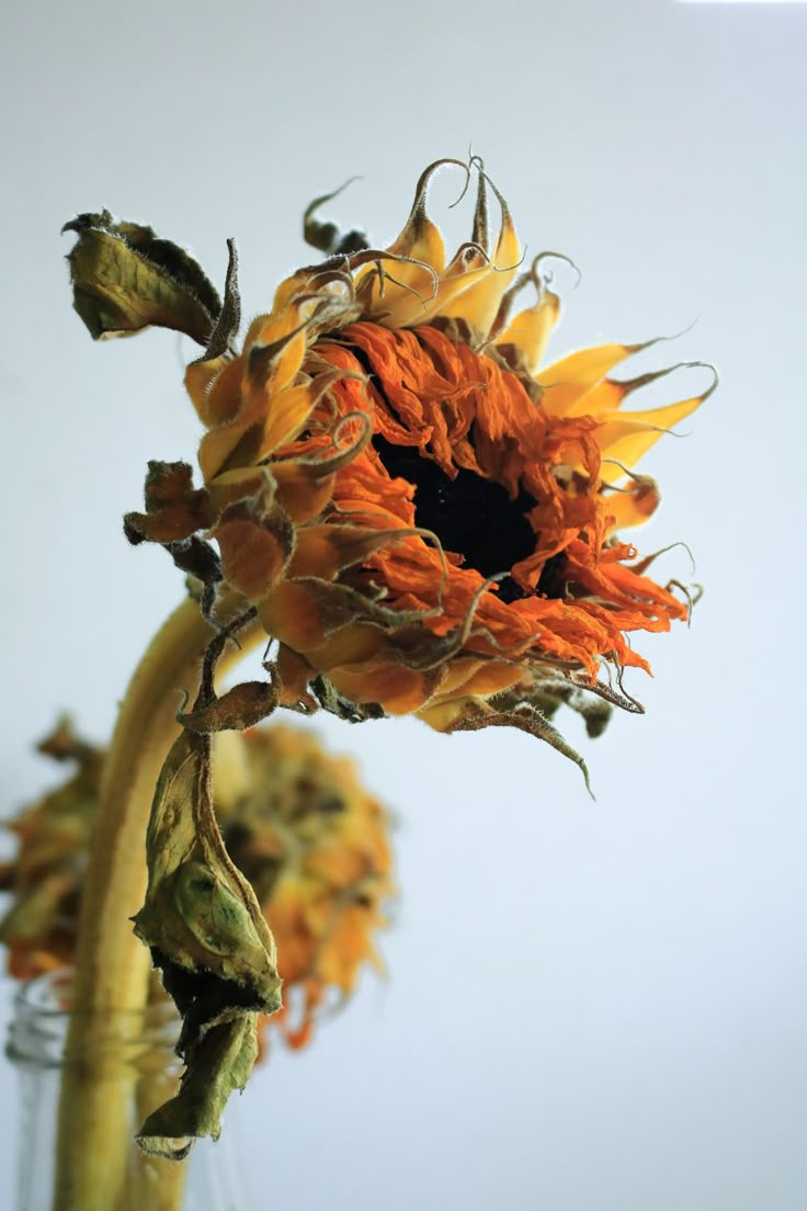 the sunflower is still blooming in the vase