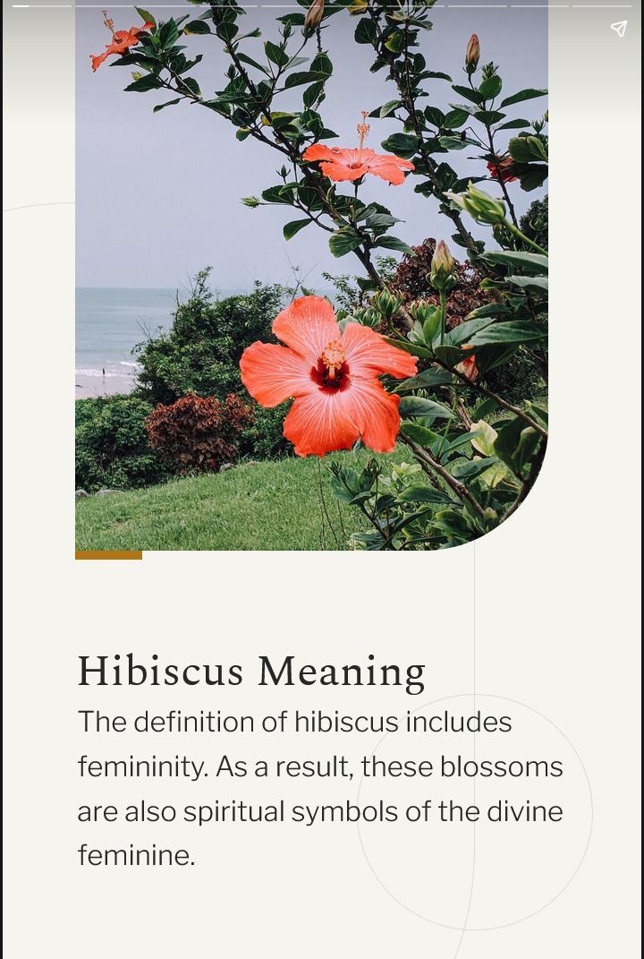 hibiscus flowers. Hibiscus Flower Symbolism, Hibiscus Flower Tattoo Meaning, Meaning Of Hibiscus Flower, Hibiscus Symbolism, Hibiscus Flower Quotes, Flower Tattoo Meanings Symbols, Hibiscus Spiritual Meaning, Hibiscus Tattoo Meaning, Hibiscus Quotes