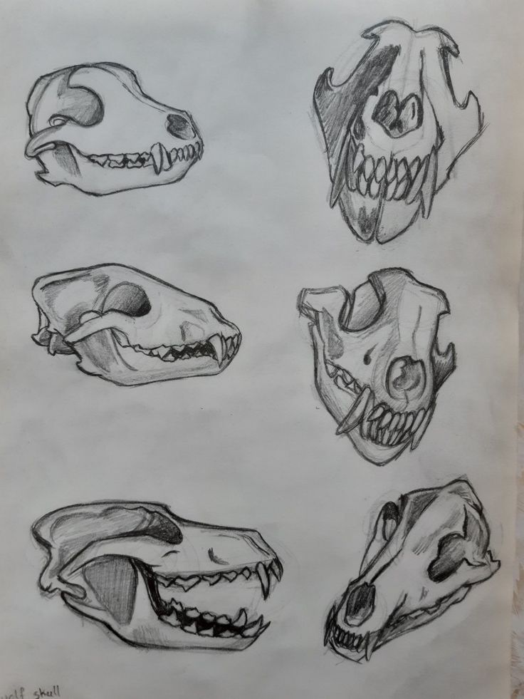 some drawings of different types of animals'heads and teeth are shown in this drawing