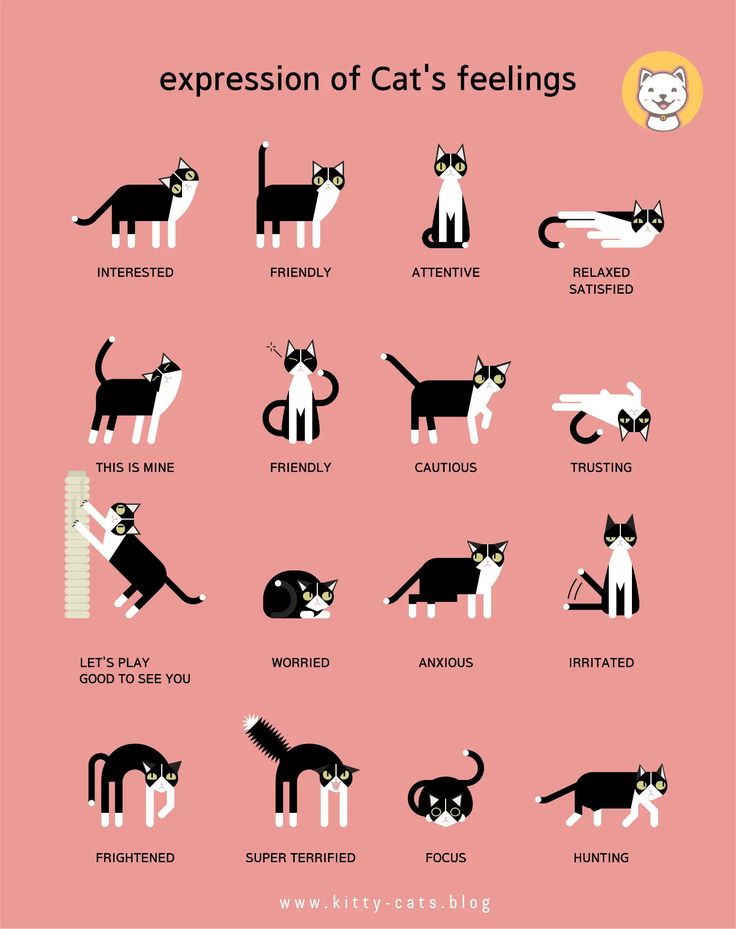 an image of cat's feelings and their meanings in the english language, which includes cats