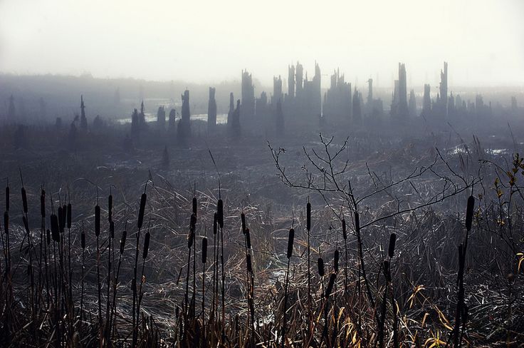 an area with dead grass and trees in the fog