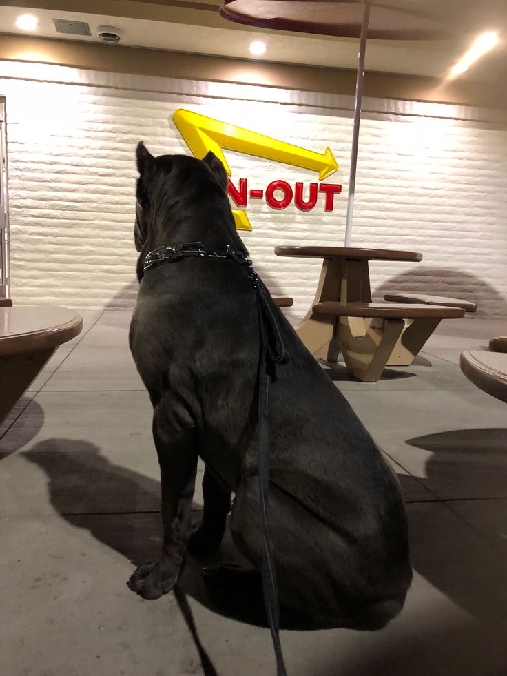 a black dog sitting on top of a cement floor next to a yellow frisbee