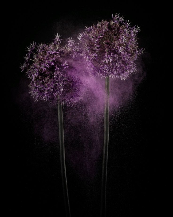 three purple flowers are sprinkled with colored powder on a black background in the dark