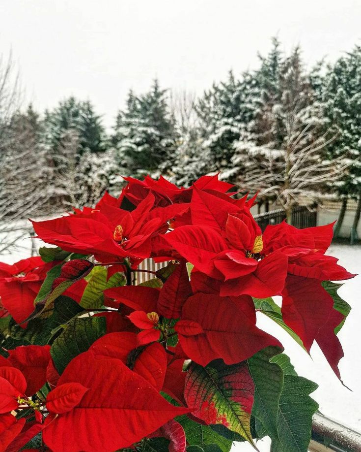 red poinsettia plant with green leaves in front of snow covered trees