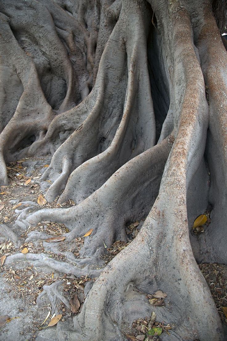 the trunk of an old tree with very large roots