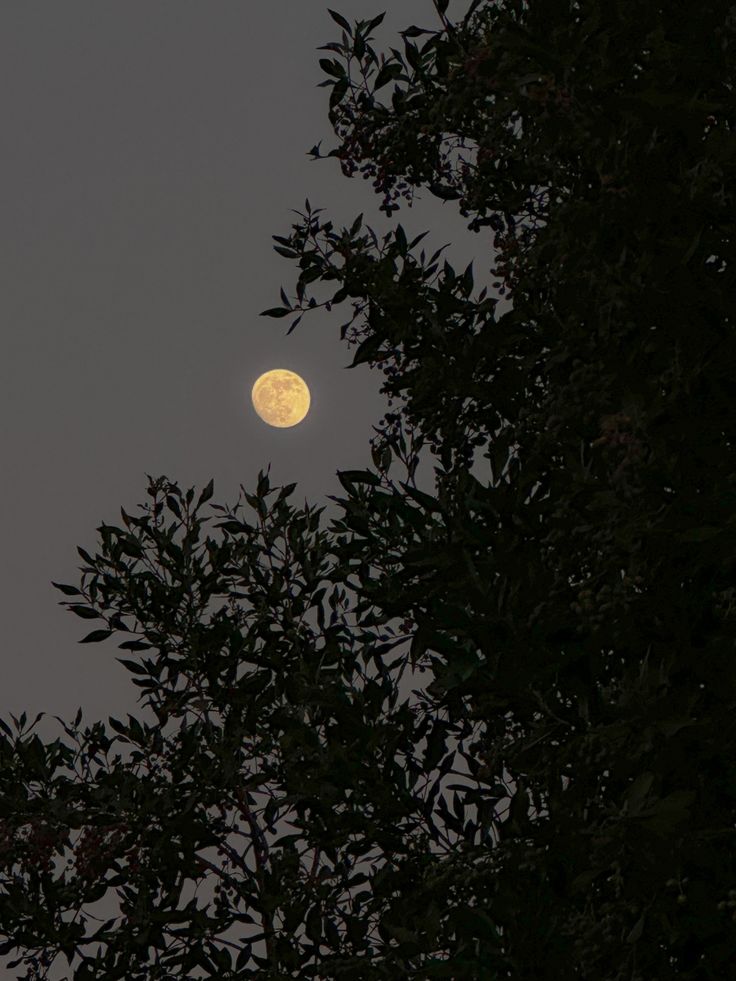 the full moon is seen through some trees