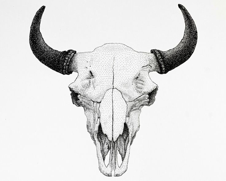 a drawing of a bull's skull with long horns