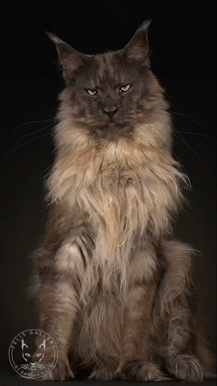 a long haired cat sitting in front of a black background