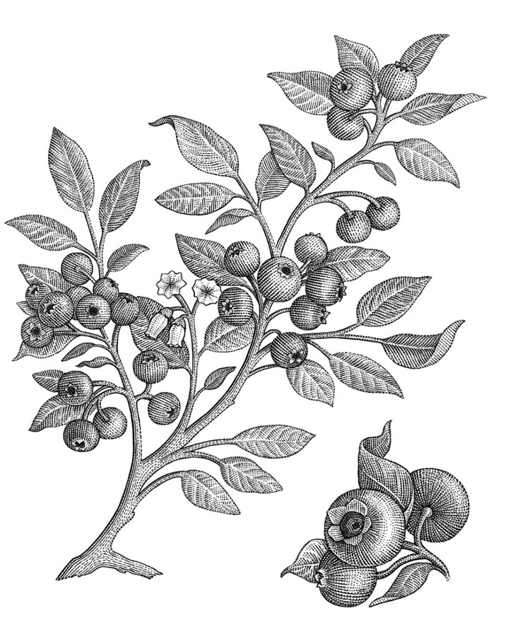 an old fashioned black and white drawing of some berries on a tree branch with leaves