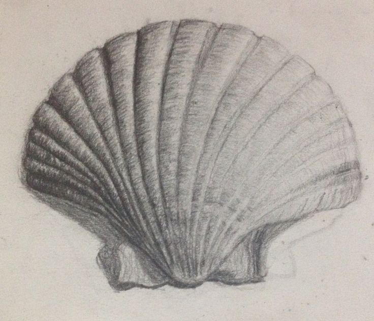 a pencil drawing of a scallop shell