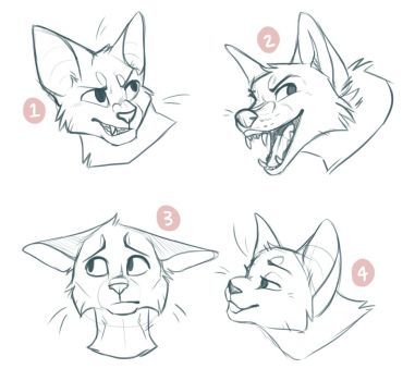 how to draw an animal's head with different angles and facial expressions, step by step