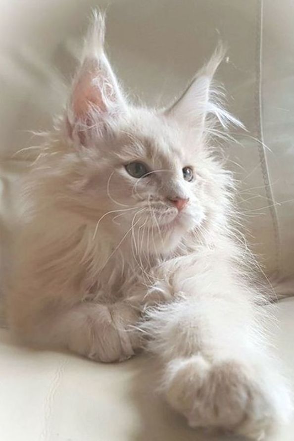 a fluffy white cat laying on top of a couch