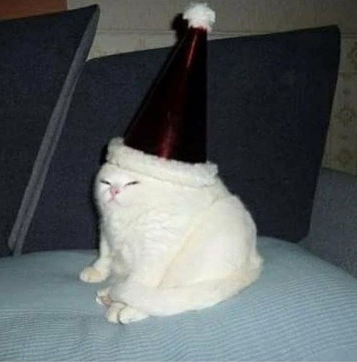 a white cat wearing a santa hat on top of a blue couch with a pillow