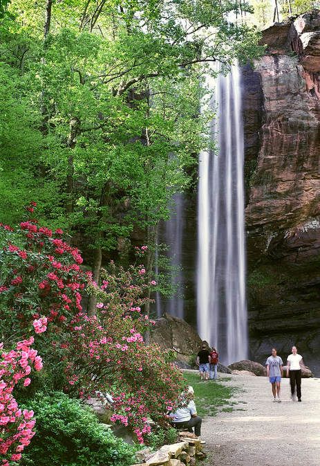 two people are walking towards a waterfall in the woods with pink azalea flowers