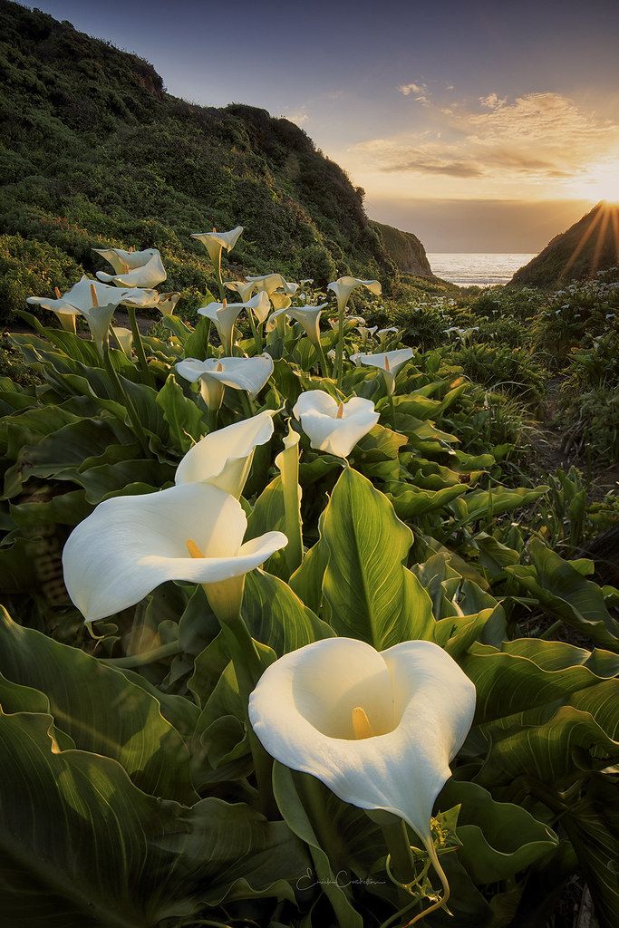 some white flowers are growing on the side of a hill by the ocean at sunset