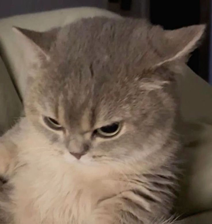 a fluffy cat laying on top of a bed