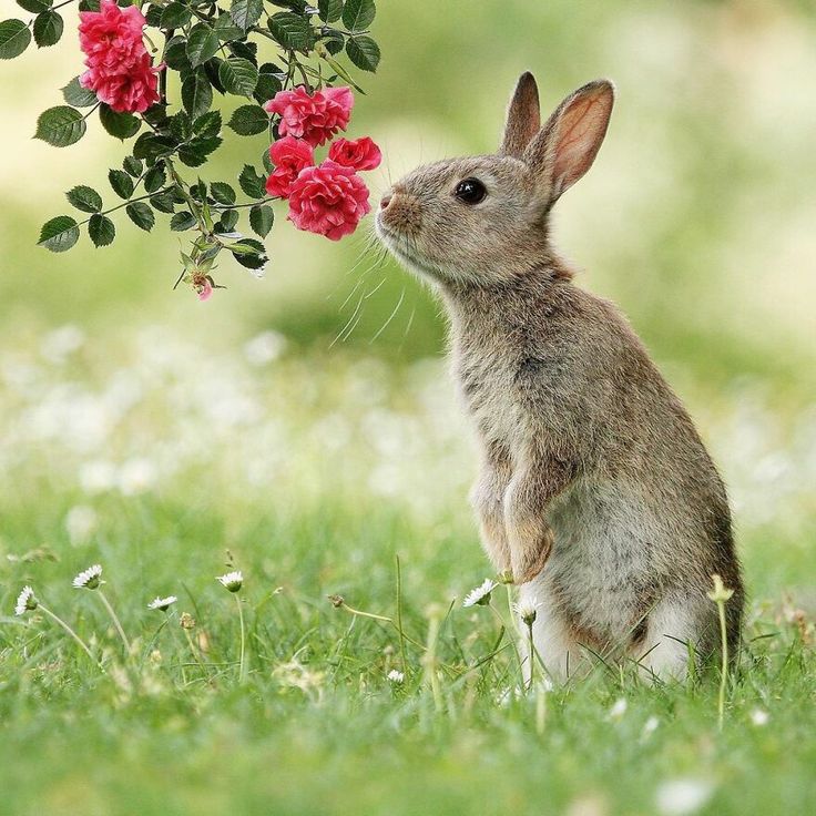 a rabbit sitting in the grass next to a bush with red flowers on it's head