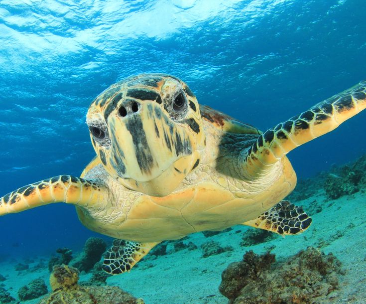 a green turtle swimming in the ocean