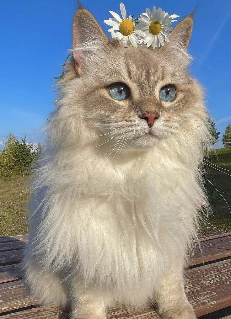 a cat sitting on top of a wooden bench with a flower in it's hair