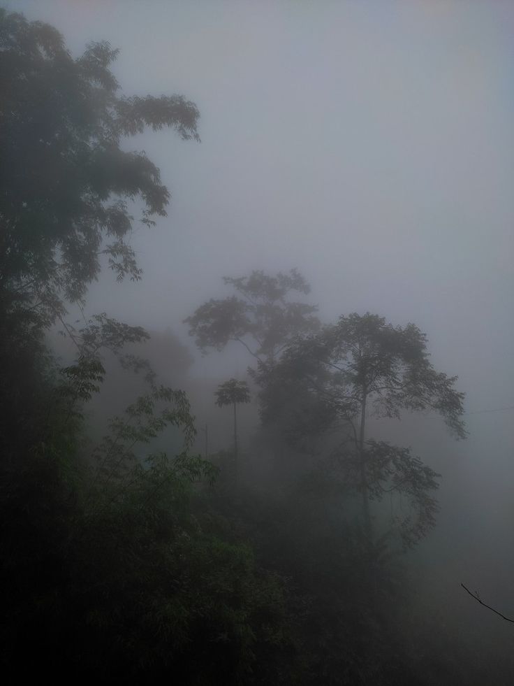 trees in the fog with no leaves on them