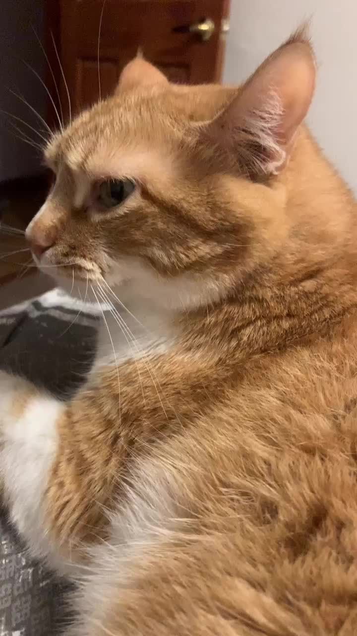 an orange and white cat sitting on top of a table next to a computer monitor