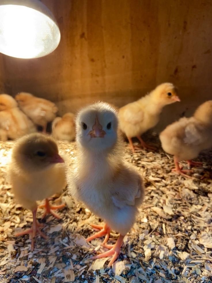 several small chickens are standing around in the barn