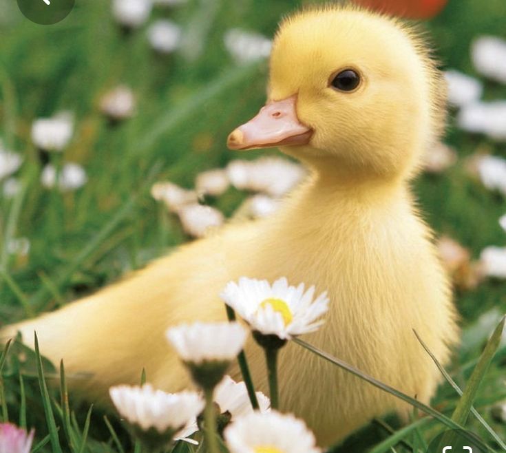 a duckling sitting in the grass with daisies